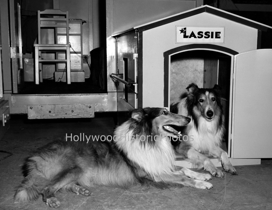 Lassie and her stunt double 1943 WM.jpg